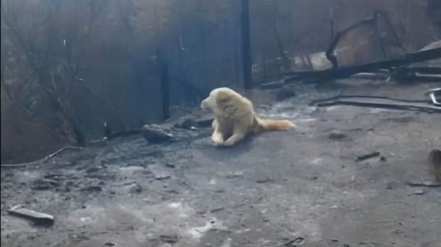 Usred pepela i ruševina dočekao ih njihov vjerni pas